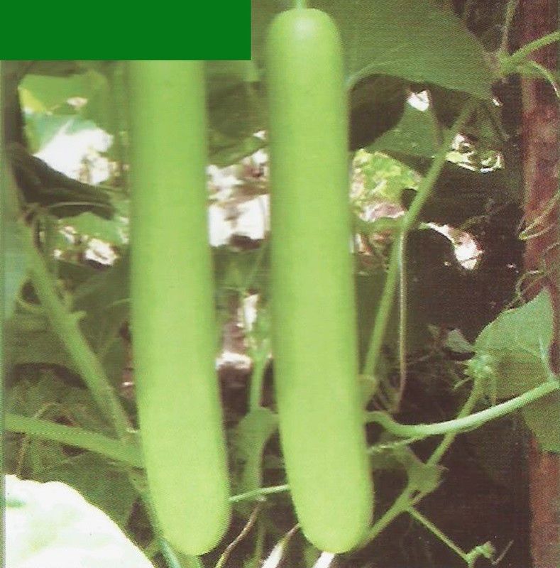 UGRA HYBRID BOTTLE GOURD Seed  (250 per packet)