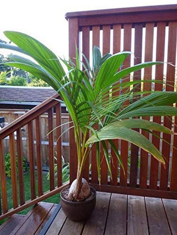 Corofitam Coconut Plant  (Hybrid, Pack of 1)