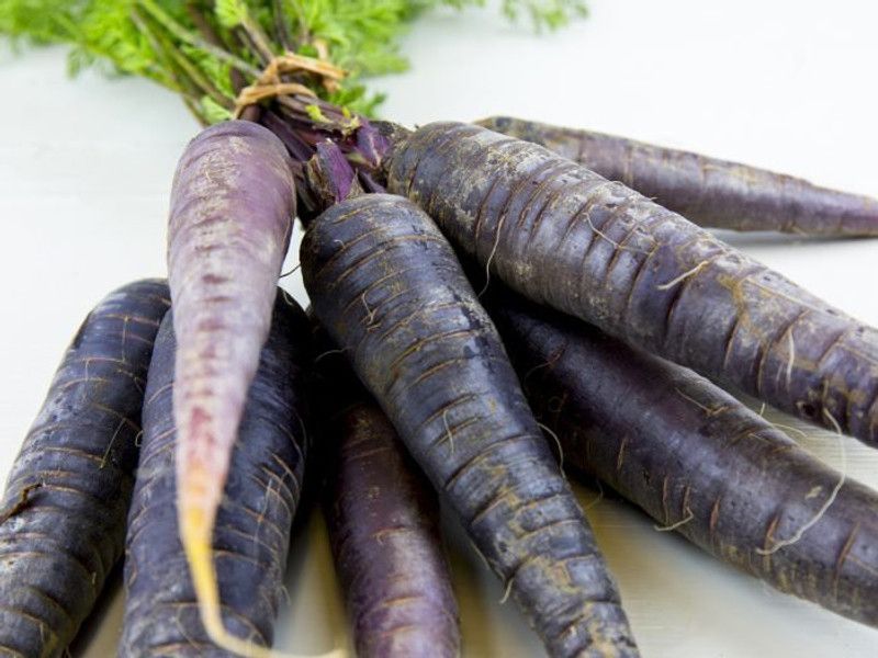XOLDA Black Carrot Seed  (55 per packet)