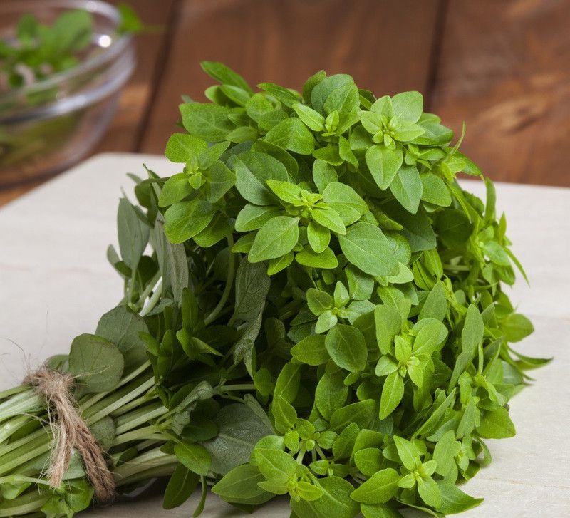 VibeX ® XLR-26 Greek Basil (Ocimum basilicum) Seed  (1000 per packet)