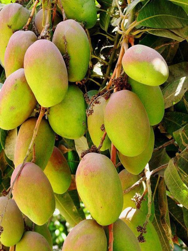 K.K.Enterprise Mango Plant  (Hybrid, Pack of 1)