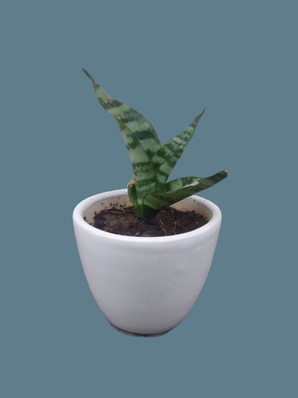 Harit Bharat Snake Plant  (Pack of 1)