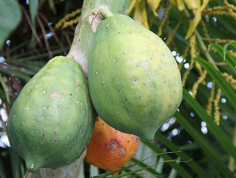 sporas Papaya Seed  (315 per packet)