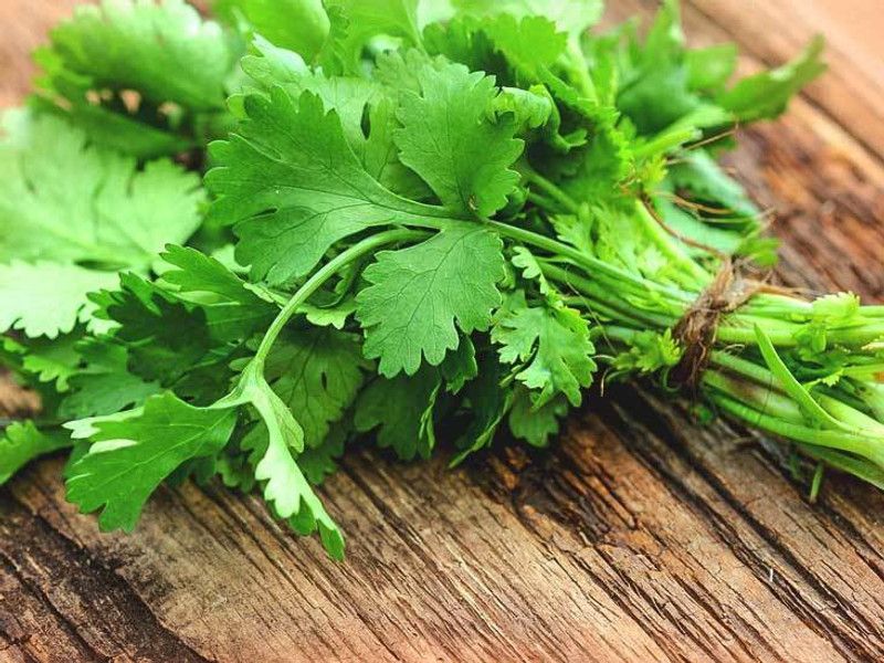 XOLDA Organic Coriander Kothmir Seed  (51 per packet)