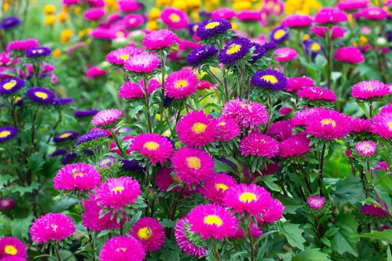 Nodoc Aster Hybrid Flower Seed  (55 per packet)