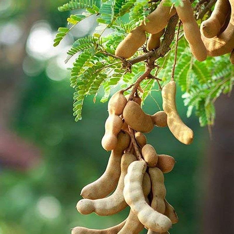 KANAYA IMLI seeds beej,Tamarind Seed  (4 per packet)