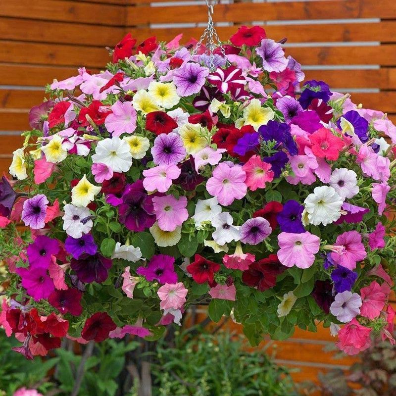 TRICONE Petunia Seed  (80 per packet)