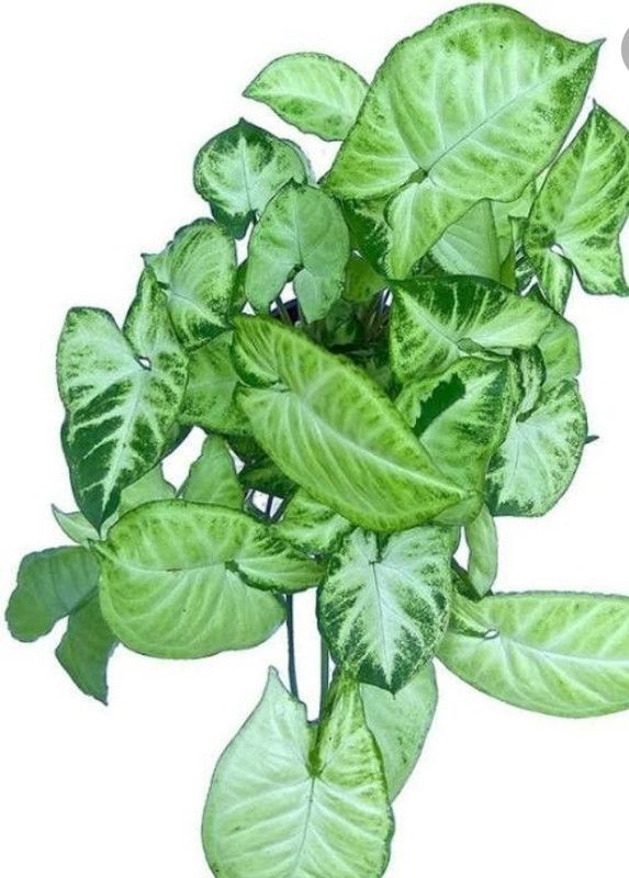 MADEE COLLECTIONS Syngonium Cream Allusion Plant  (Hybrid, Pack of 1)