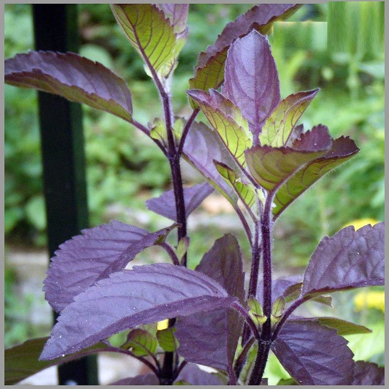 WILLVINE ™Krishna Tulsi (Black Tulas) seeds Seed  (2500 per packet)
