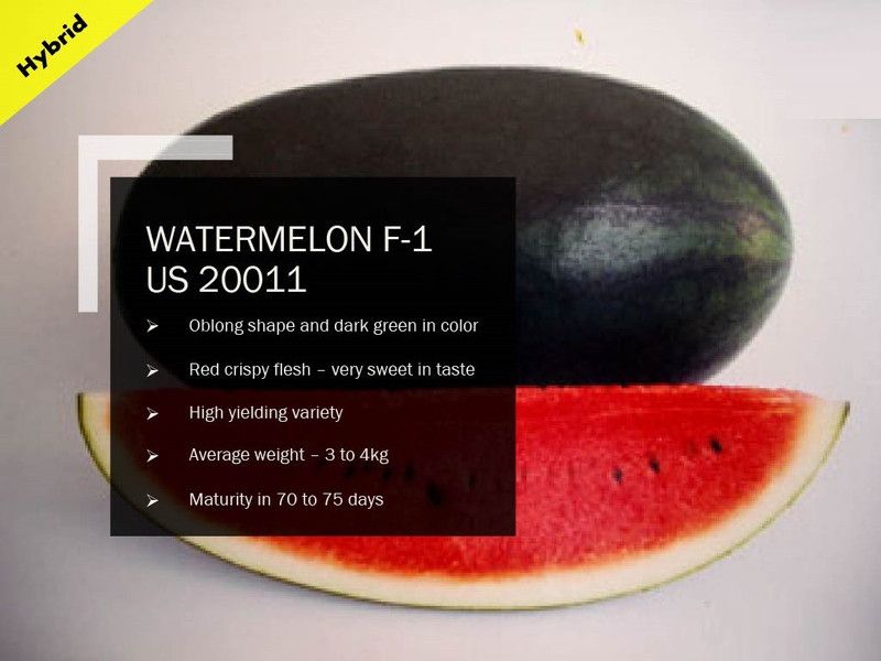 VibeX WATERMELON F-1 PUAS-20011 SEEDS(1000 Seeds) Seed  (1000 per packet)