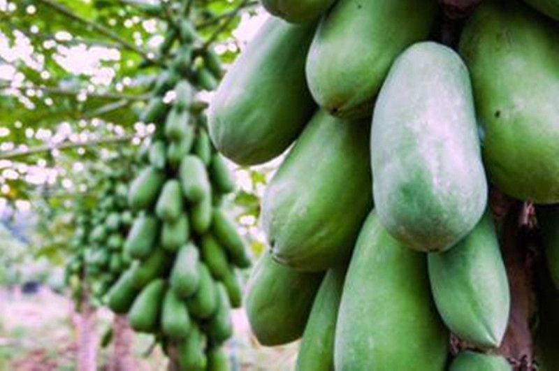 VINAYAKAUSHADHI Red Lady F1 Hybrid Papaya Taiwan 786 Variety Seeds(10g Seeds) Seed  (10 per packet)