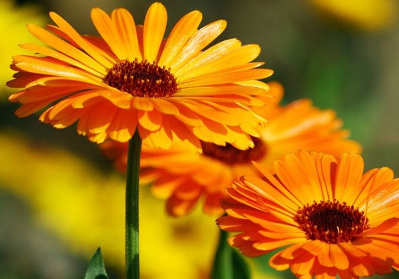 Mozette Calendula Hybrid Flower Seed  (42 per packet)