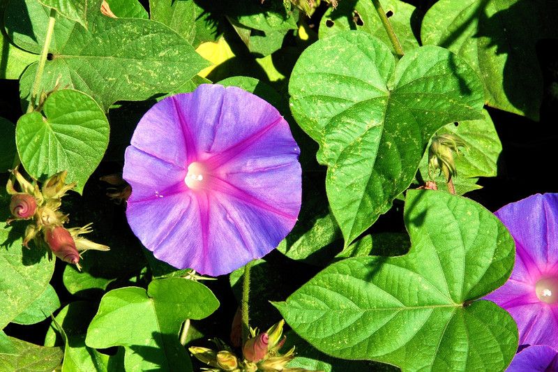 PLANTZON Morning Glory Seed  (25 per packet)