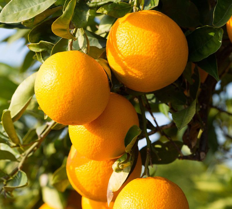 PLANTZON Lemon ( Nimbu ) Seed  (10 per packet)