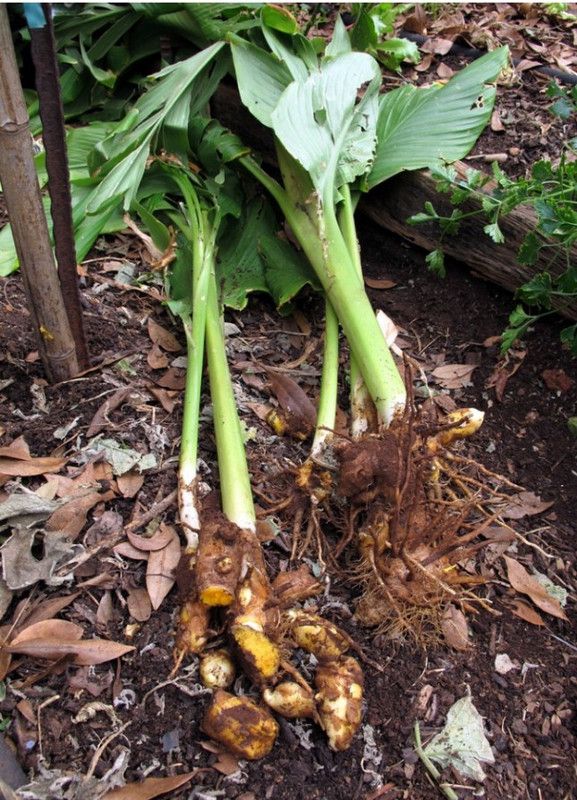 Heaven Of Saplings Turmeric Plant  (Hybrid, Pack of 1)