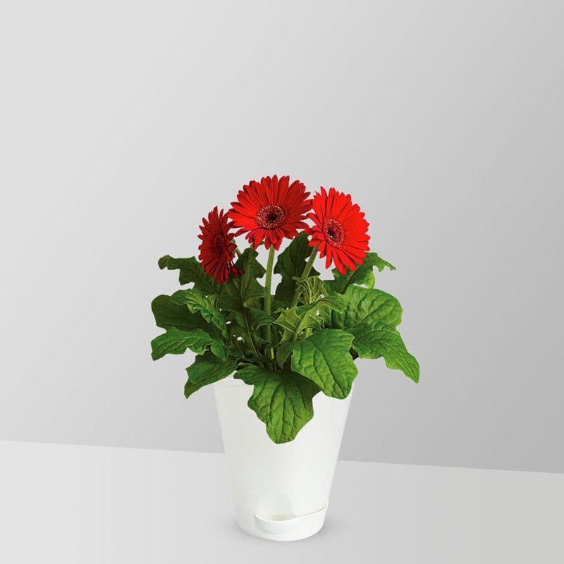 Nodoc Exotic daisy red Seed  (45 per packet)