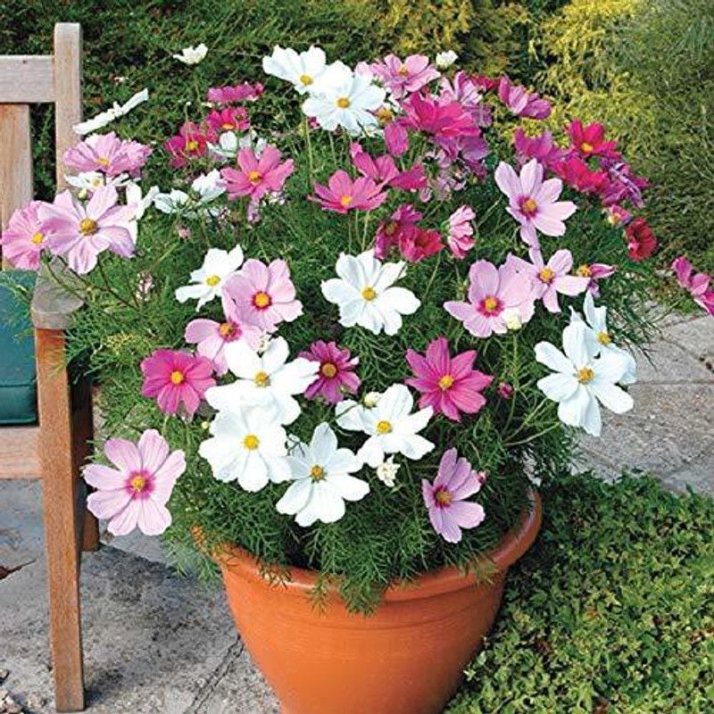 Mozette Cosmos Hybrid Flower Seed  (15 per packet)
