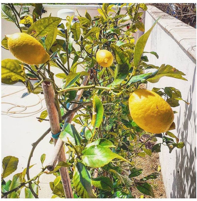Klone Sweet Lemon Seeds Seed  (20 per packet)