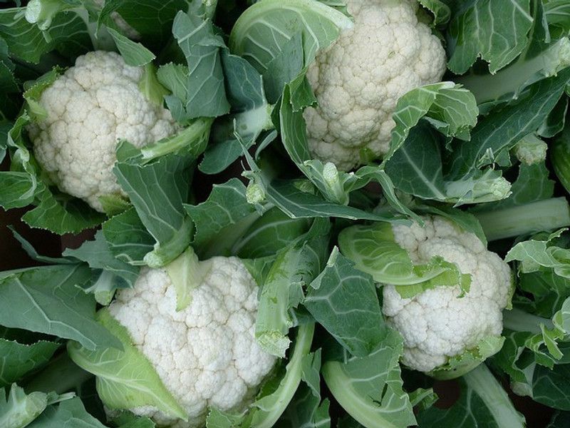 ANDOR Cauliflower Seed  (2000 per packet)