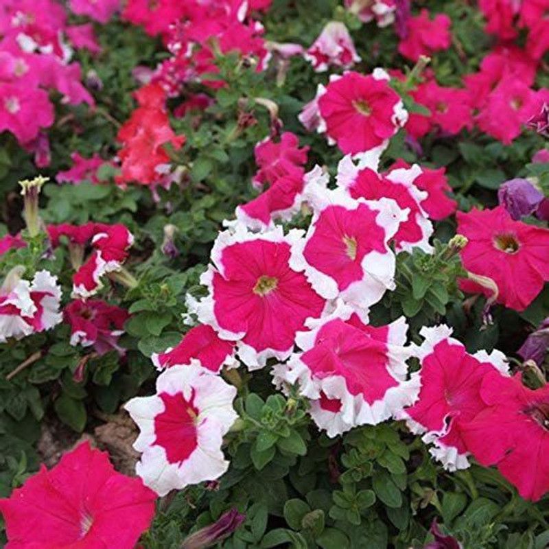 CYBEXIS Hybrid Petunia Hybrid Red and White Seed  (50 per packet)