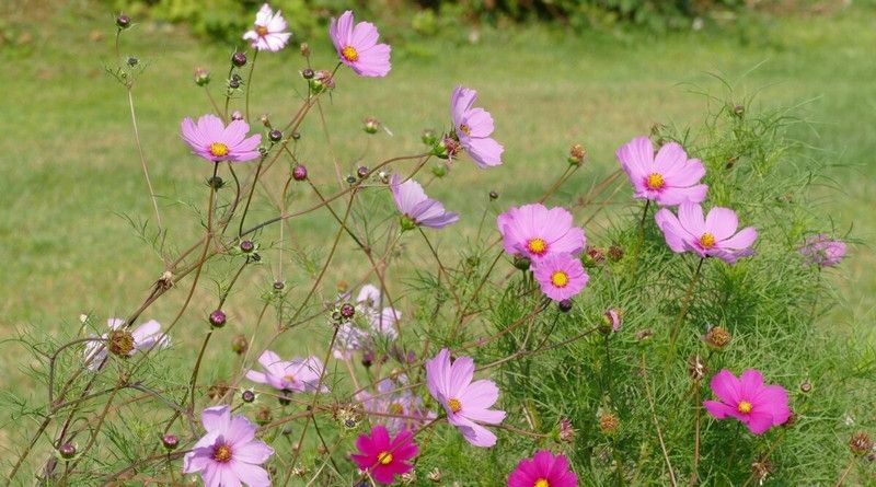 ZIXA Cosmos Mix Seed  (50 per packet)