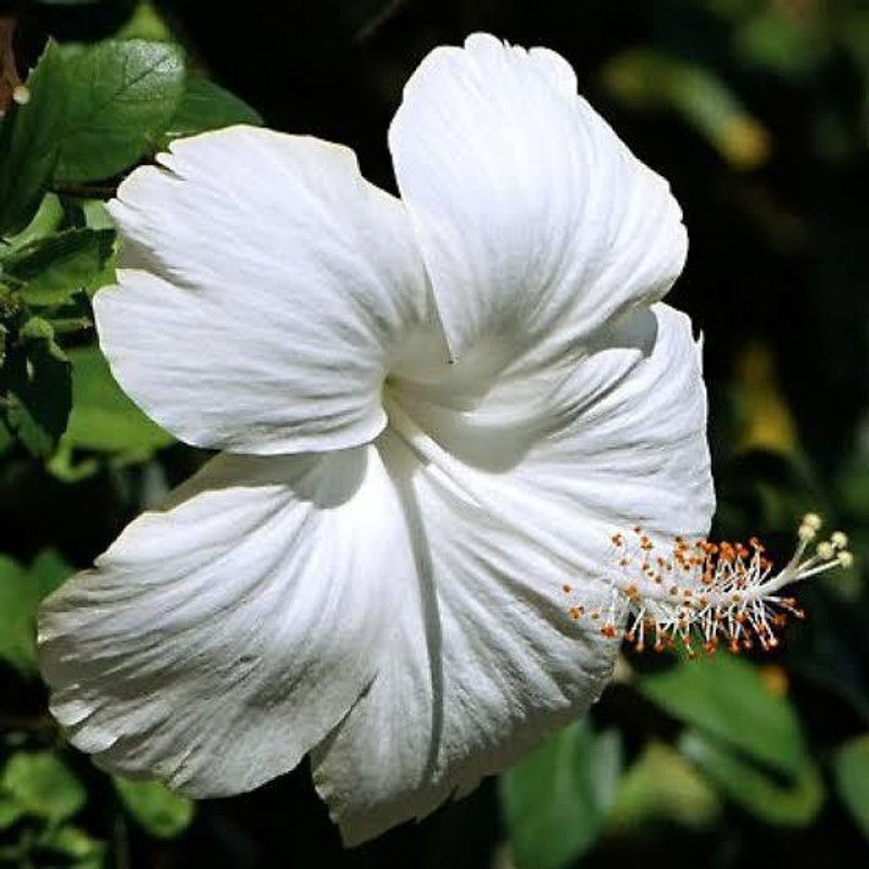 Heaven Of Saplings Hibiscus Plant  (Pack of 1)