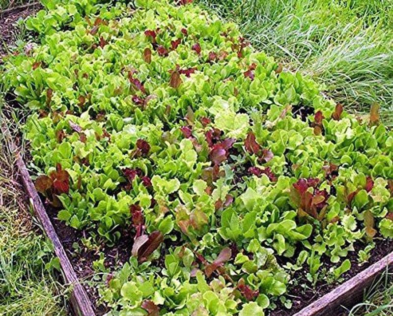 WILLVINE LXI-840 This is a Mix!Microgreens Mix 40 Varieties Seed  (200 per packet)