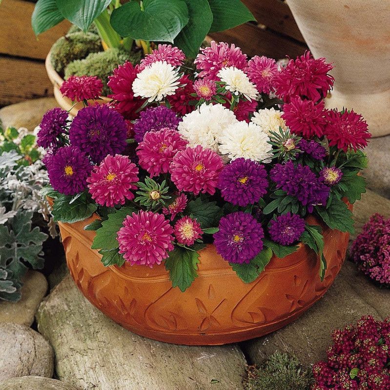 Mozette Aster Hybrid Flower Seed  (15 per packet)