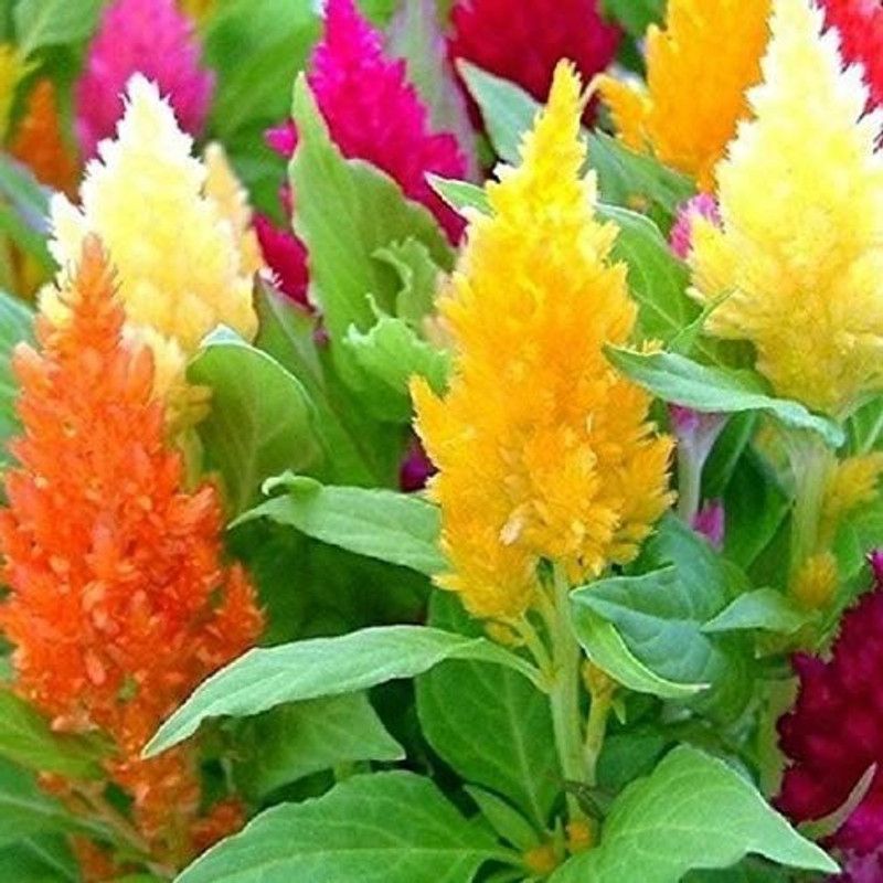 Aro Celosia Dwarf, Cockscomb Seed  (270 per packet)