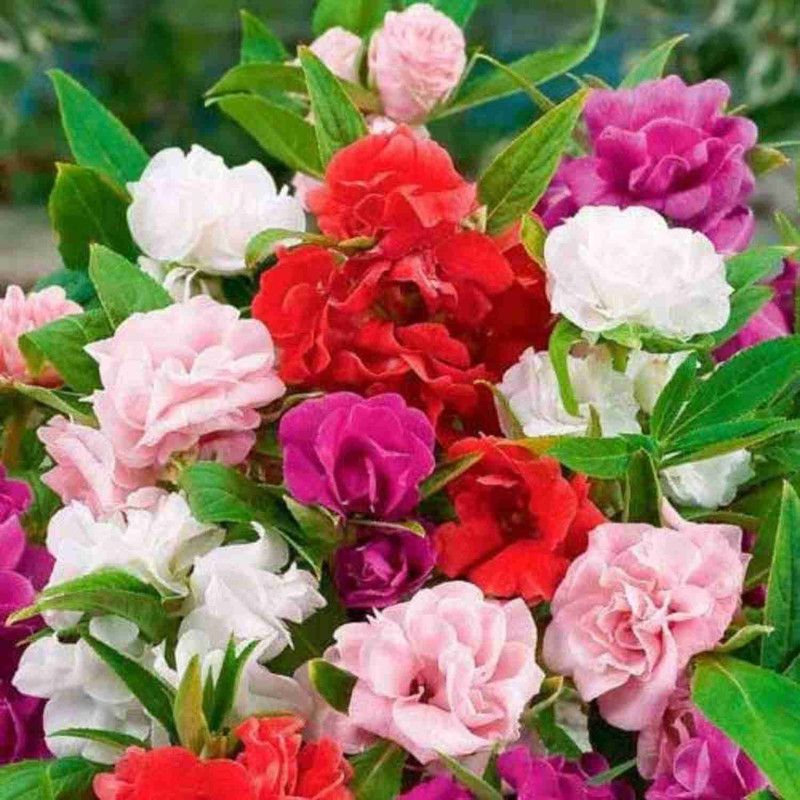 Mozette Balsam Rose Hbrid Flower Seed  (45 per packet)