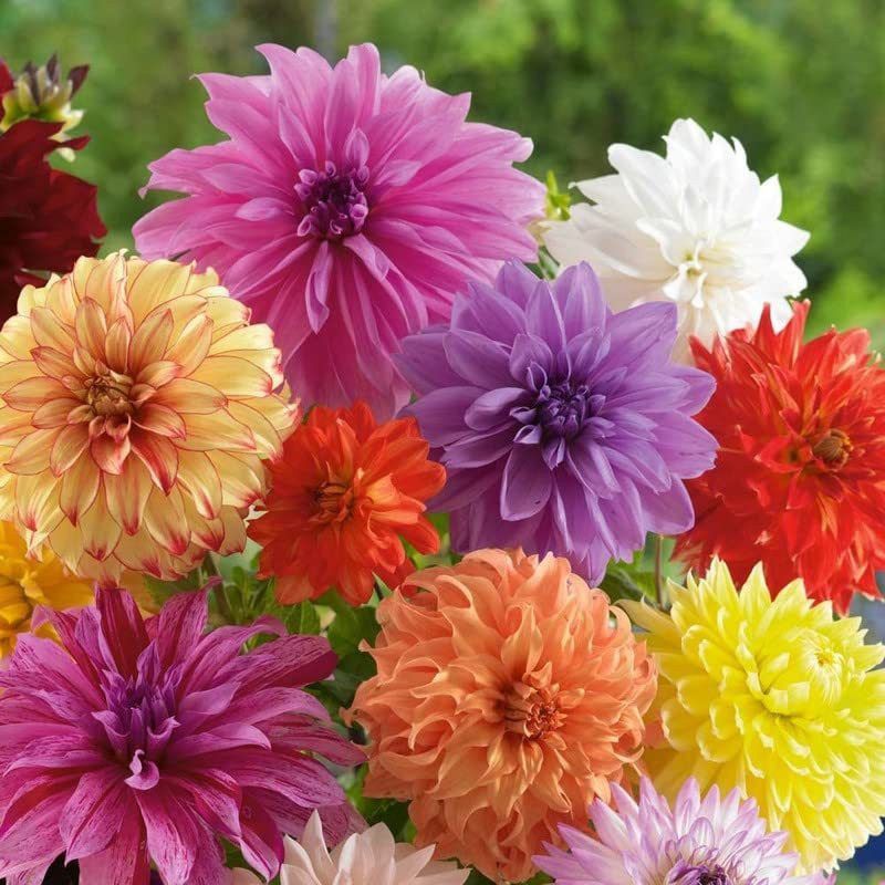 KANAYA Dahlia Double Figaro Mixed Hybrid Flower Seeds For Kitchen Gardening Seed  (130 per packet)