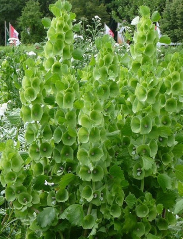 Nodoc Moluccella laevis Seed  (68 per packet)