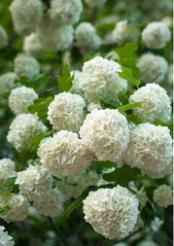 sporos White Marigold Flower Seed  (40 per packet)