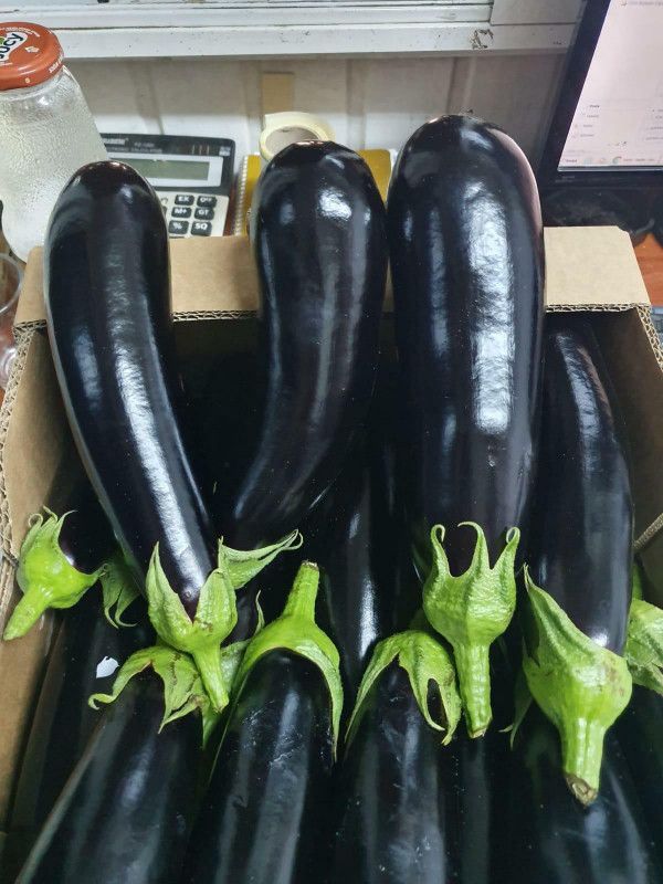 UGRA Brinjal Seed  (1000 per packet)