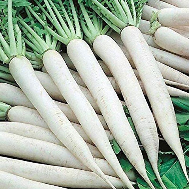 KANAYA Mooli Seed  (750 per packet)