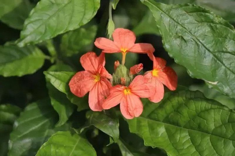 Aro Crossandra, Firecraker Flower Seed  (104 per packet)