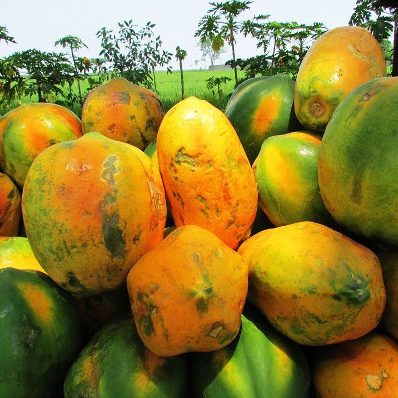 PLANTZON Papaya Hybrid Seed  (45 per packet)