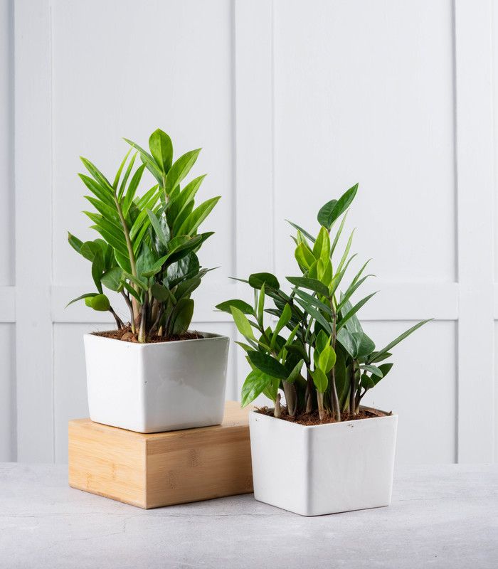 Nurturing Green ZZ Plant  (Pack of 2)