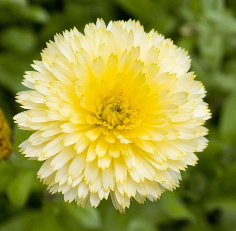 CYBEXIS Pot Marigold Cream Beauty Seeds - Calendula offficinalis Seed  (50 per packet)