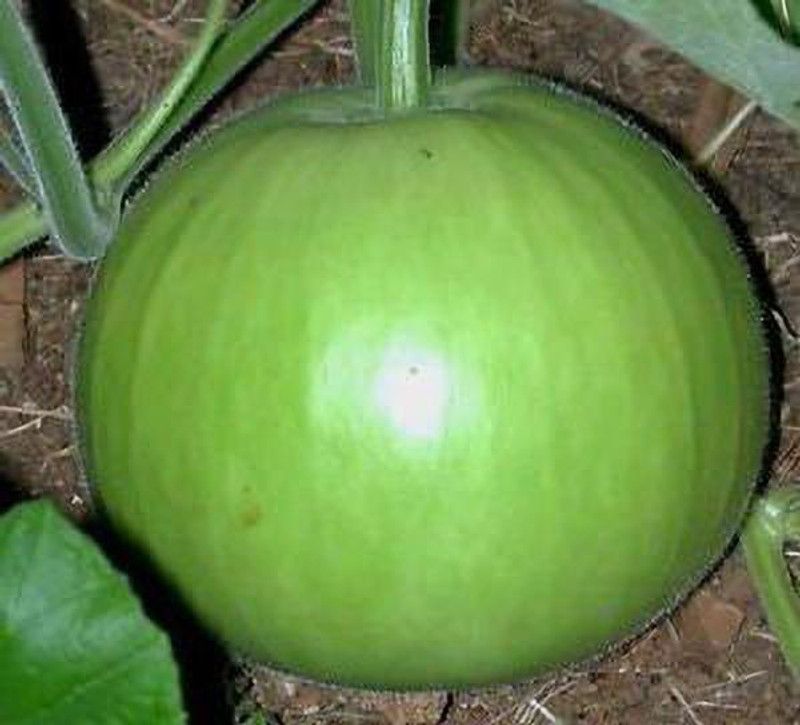 KANAYA Bottle Gourd/Lauki Round Seed  (44 per packet)