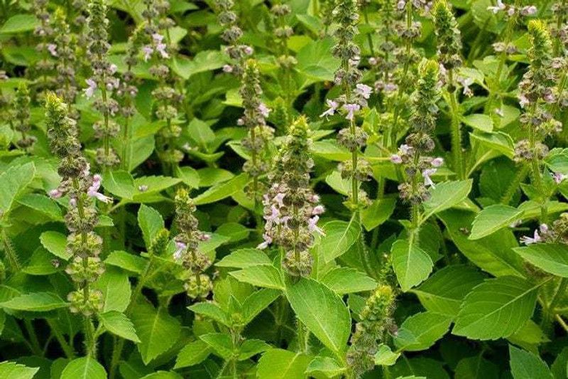 Mozette Tulsi Holy Basil Seed  (230 per packet)
