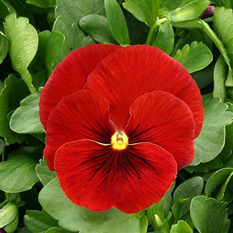 CYBEXIS Pansy Flower Seeds - Scarlet Red seeds Seed  (50 per packet)