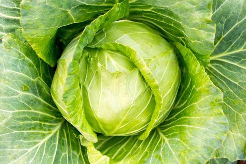 XOLDA Organic Cabbage Seed  (31 per packet)