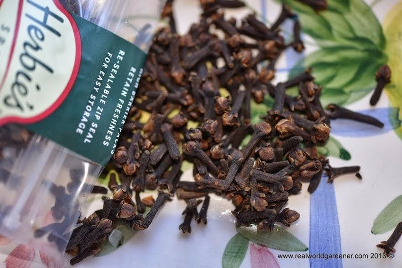 WILLVINE PUAS-14 Clove Bean - Ipomoea Muricata Seed  (100 per packet)