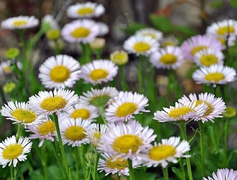 CYBEXIS Seaside Daisy Seeds Seed  (1 g)