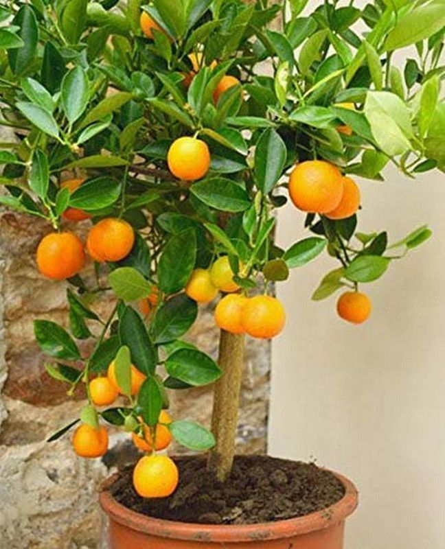 DIOART ™Dwarf Orange Seeds Fruit Seeds For Organic Farming Fruit Seeds Garden Pack-1117 Seed  (50 per packet)