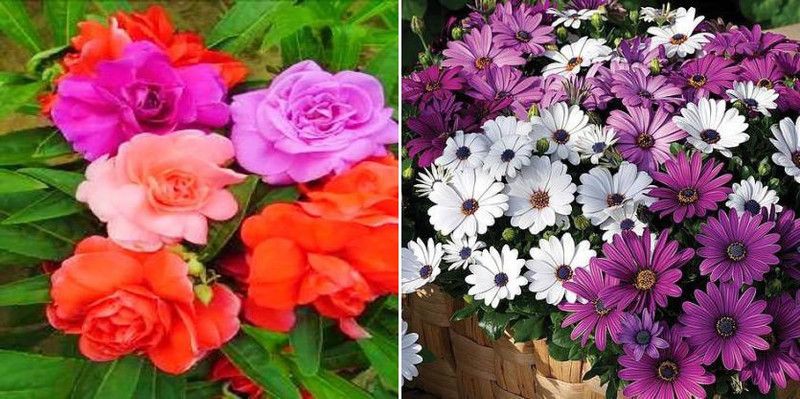 dreamseawaves Balsam & Osteospermum Seed  (20 per packet)