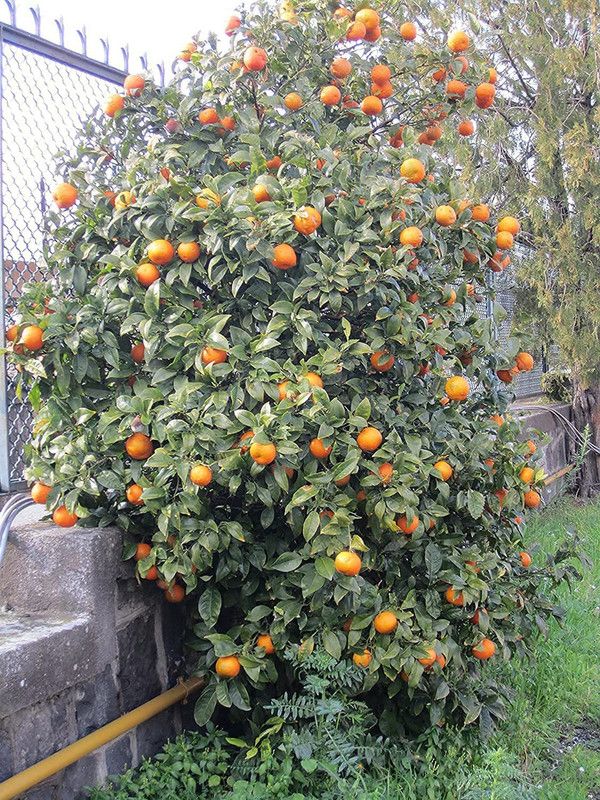 DIOART ™Dwarf Orange Seeds Fruit Seeds For Organic Farming Fruit Seeds Garden Pack-1142 Seed  (75 per packet)