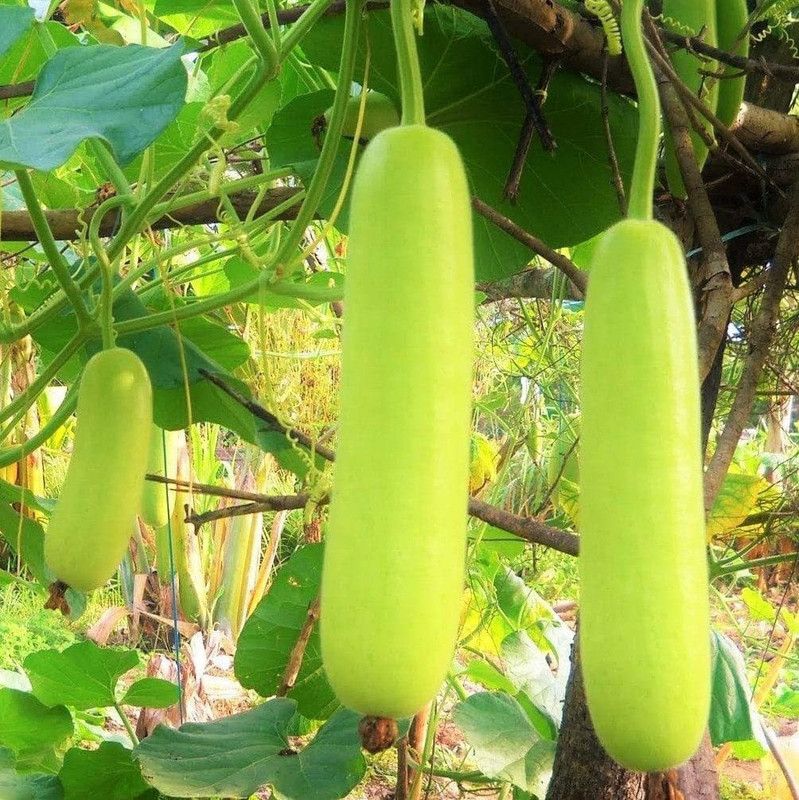 UGRA Bottle Gourd Seeds Seed  (120 per packet)