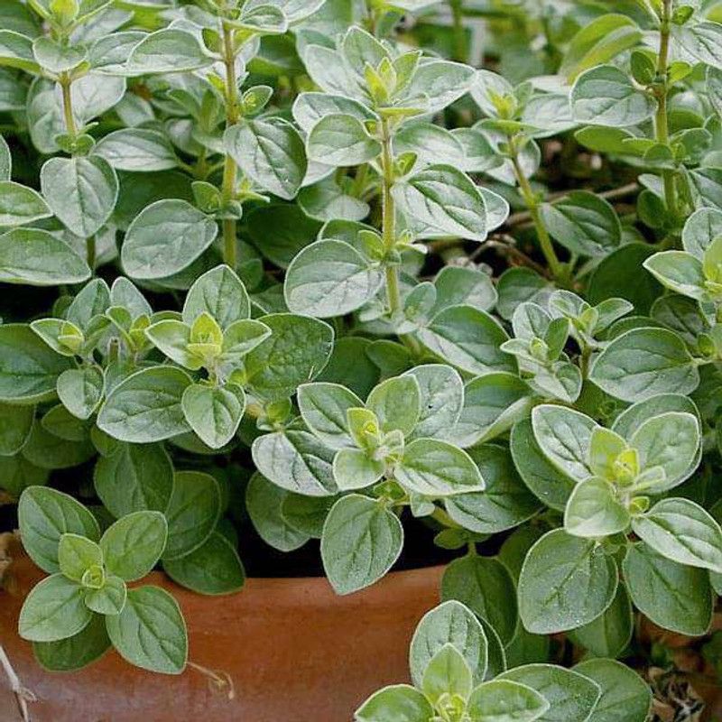 Paudha Oregano Plant Seed  (26 per packet)